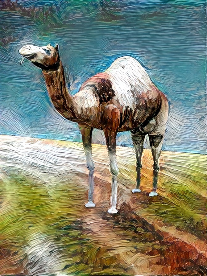 Camel, smoking Camel