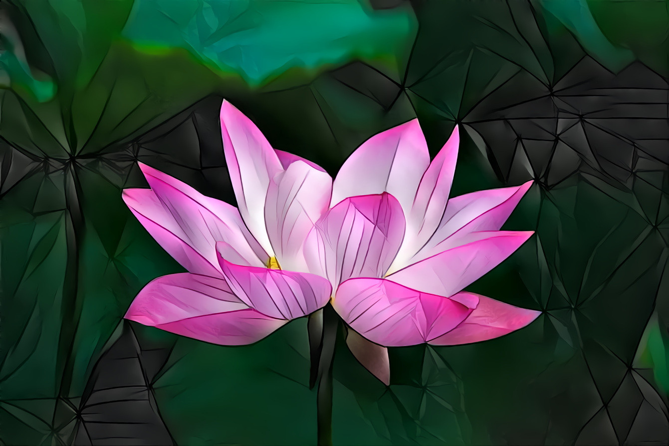 Lotus blossom