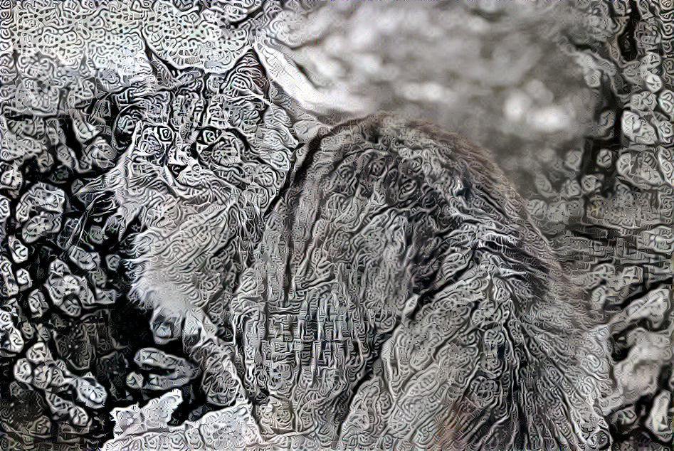 Norwegian forest cat