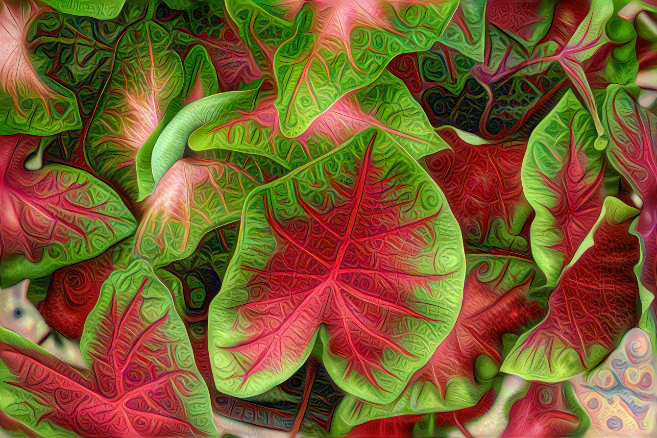 Caladium leaves