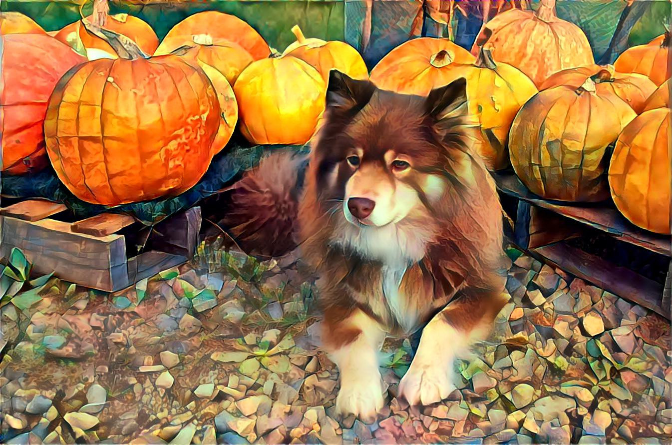 Tasku at the Pumpkin Festival