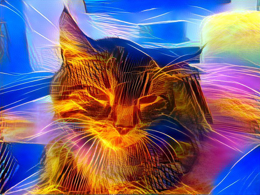 Chakra cat