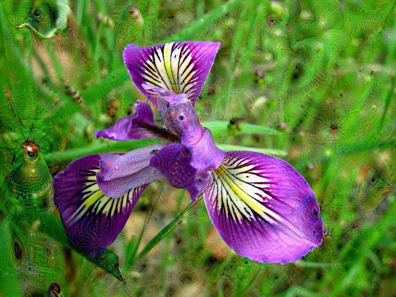 red iris