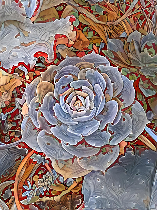 Echeveria Brocade