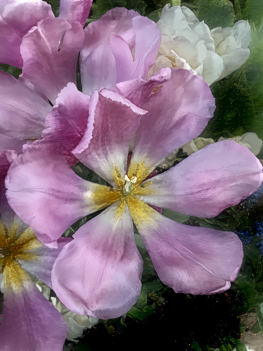 Tulips in Full Bloom. Source is my own photo.