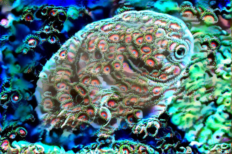 Tardigrade / Water Bear