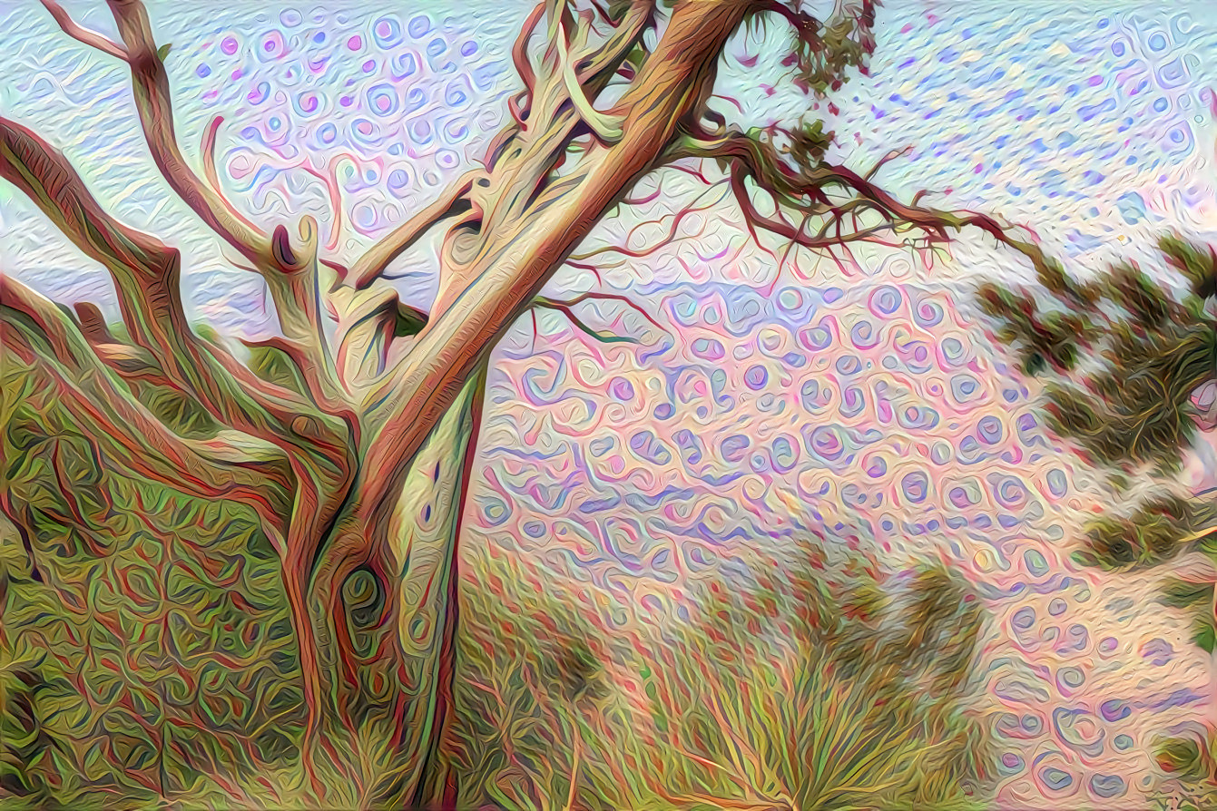 Tree over the Desert