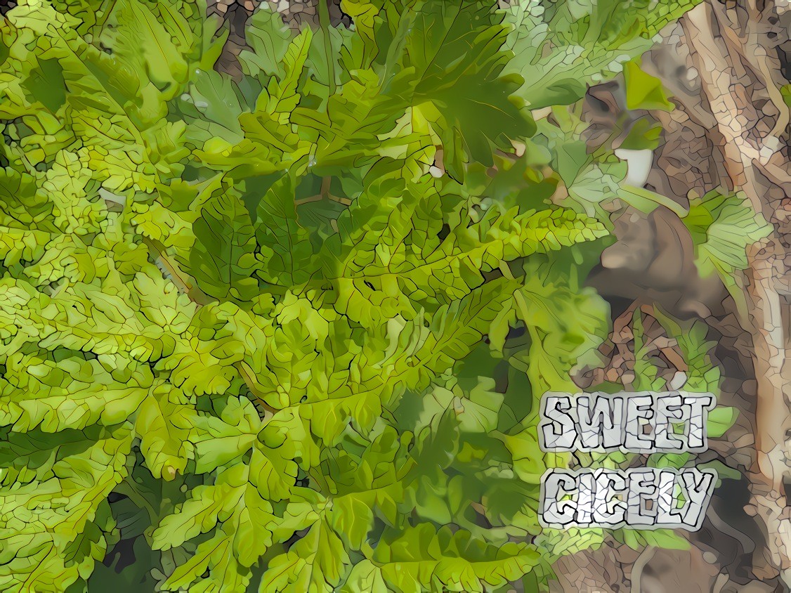 Sweet Cicely