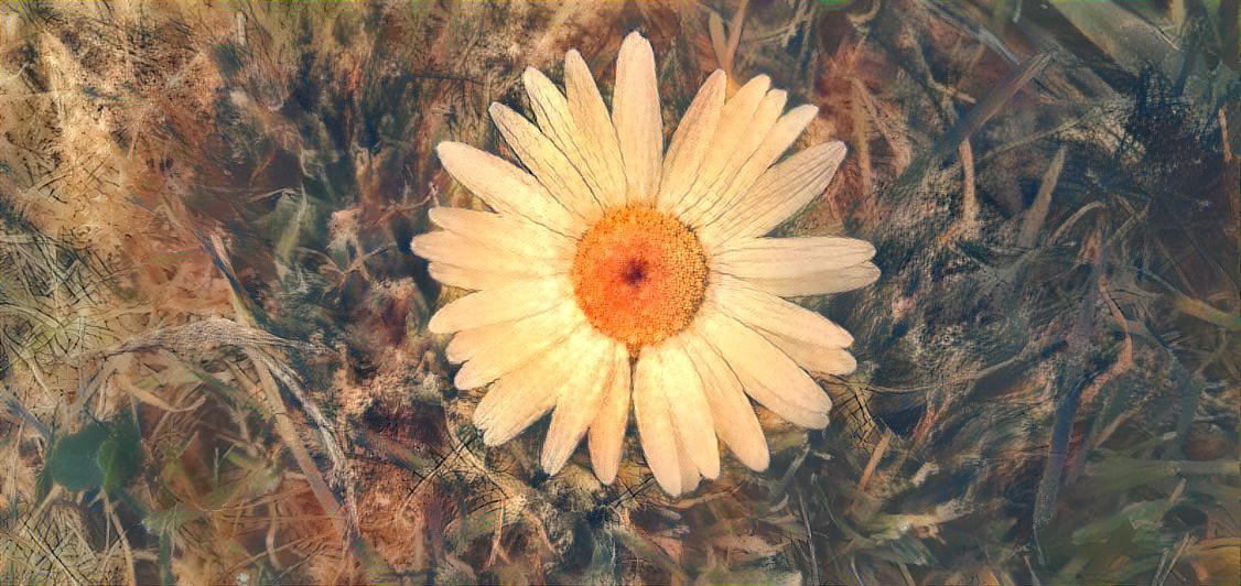 Brown Daisy