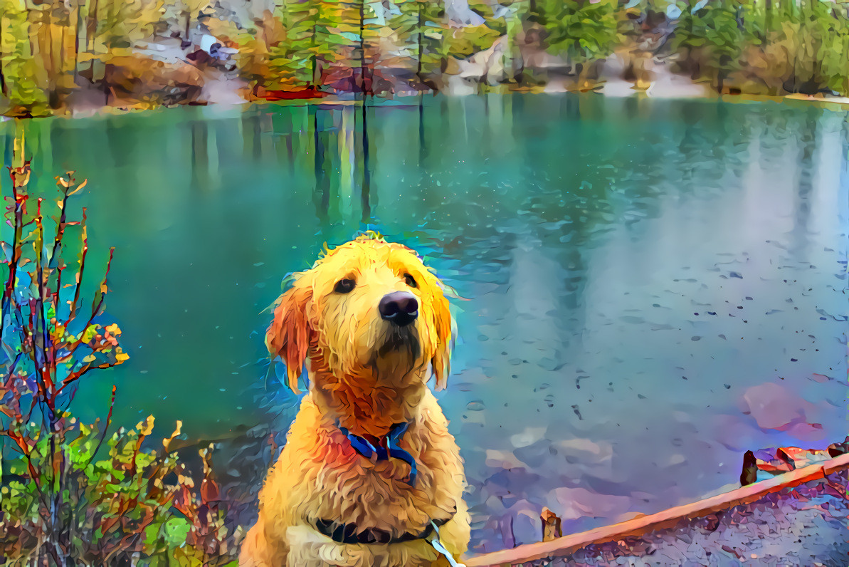 Soggy Dog. Grassi Lakes, Canmore, Alberta, Canada. Source photo by Devin Lyster on Unsplash.