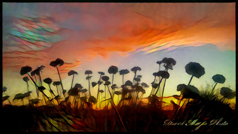 California Buckwheat at Dawn