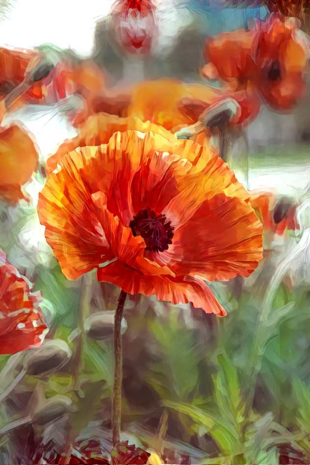 Poppies