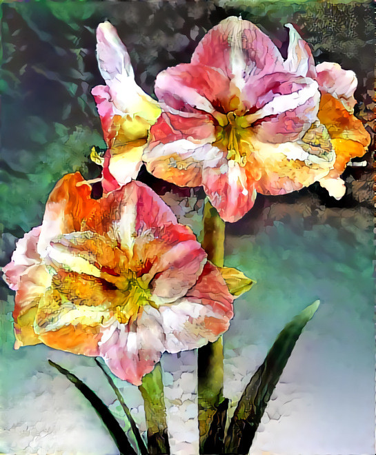 Amaryllis "Susan"