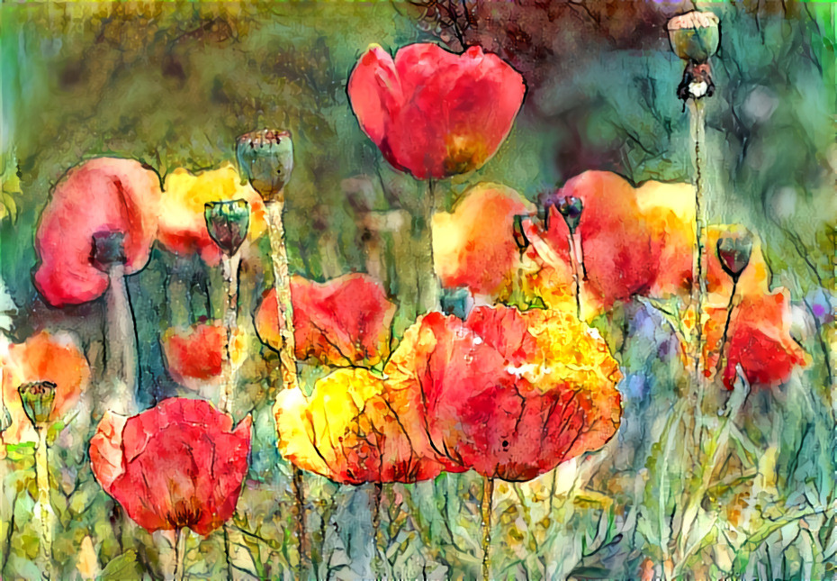 Poppies