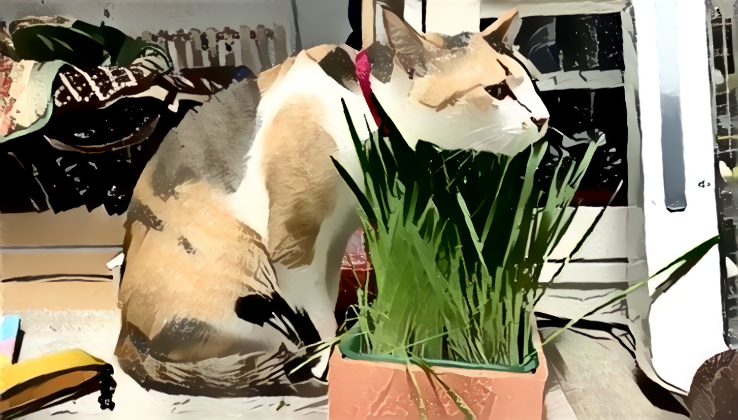 cat with a flower pot