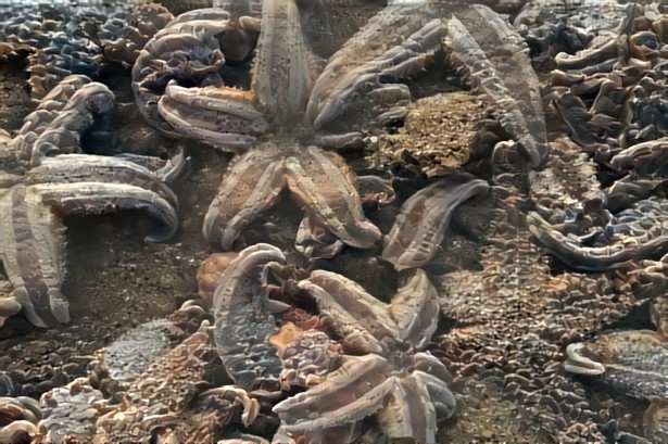 SeaStars bed...