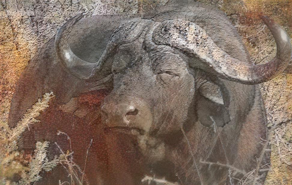 Elderly Dagga boy ( male water buffalo)