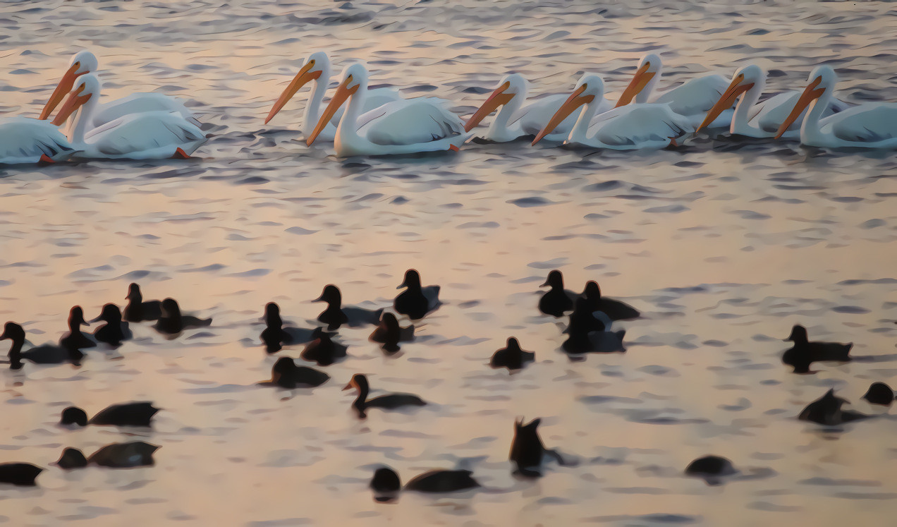 Pelican rush hour