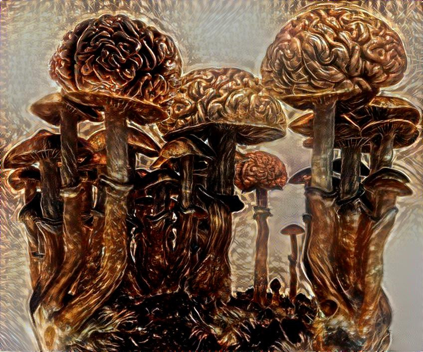 Magic mushrooms