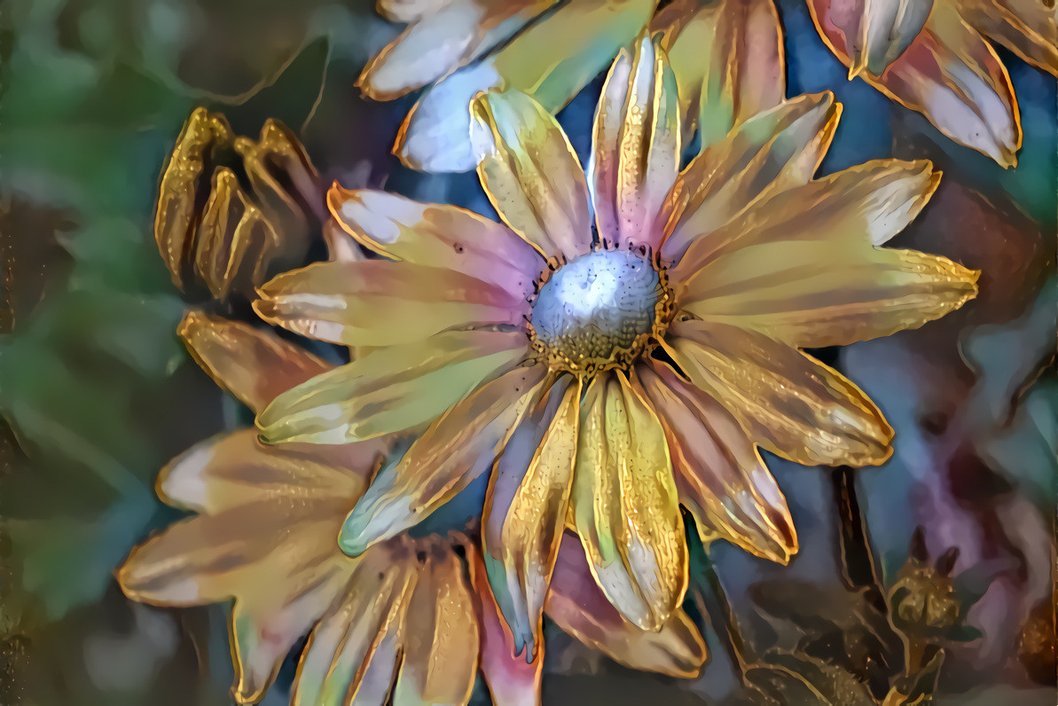 Rudbeckia