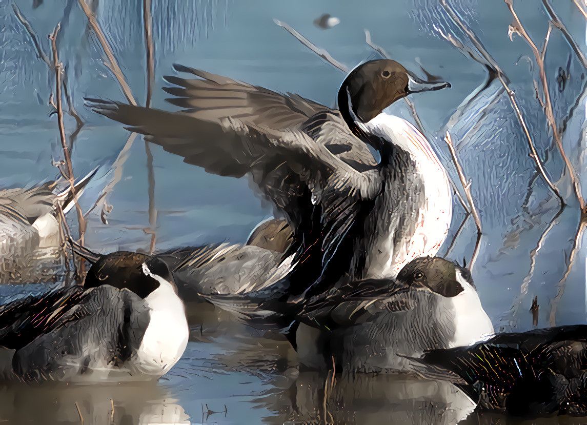 Ducks, Bosque del Apache National Wildlife Refuge, NM.  Source photo by John Fowler, Unsplash.