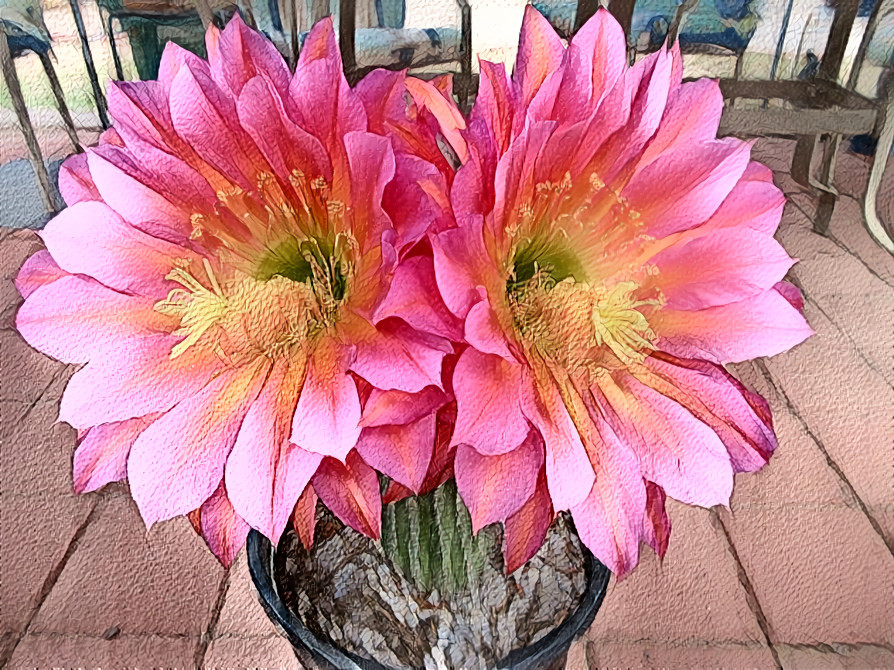 Torch cactus Flying Saucer  in Tucson