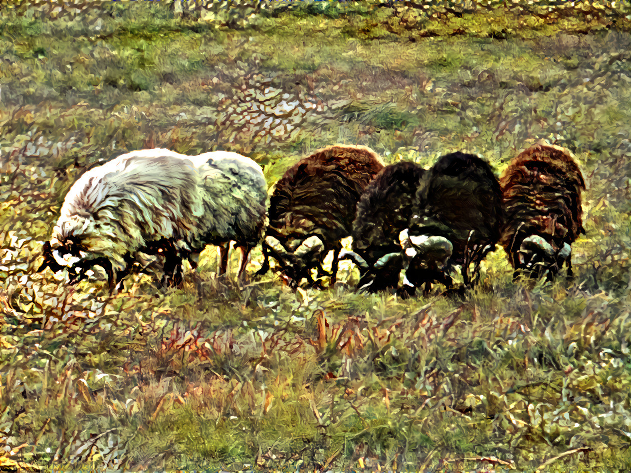 sheep grazing