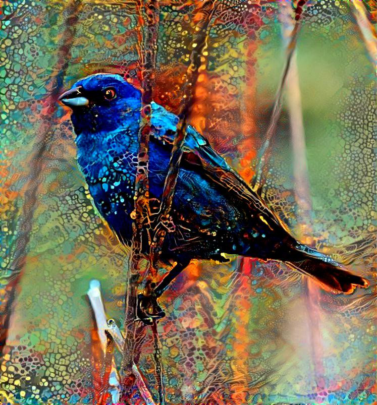 Indigo Bunting