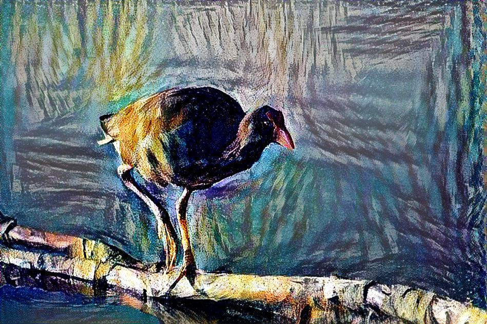 Pukeko