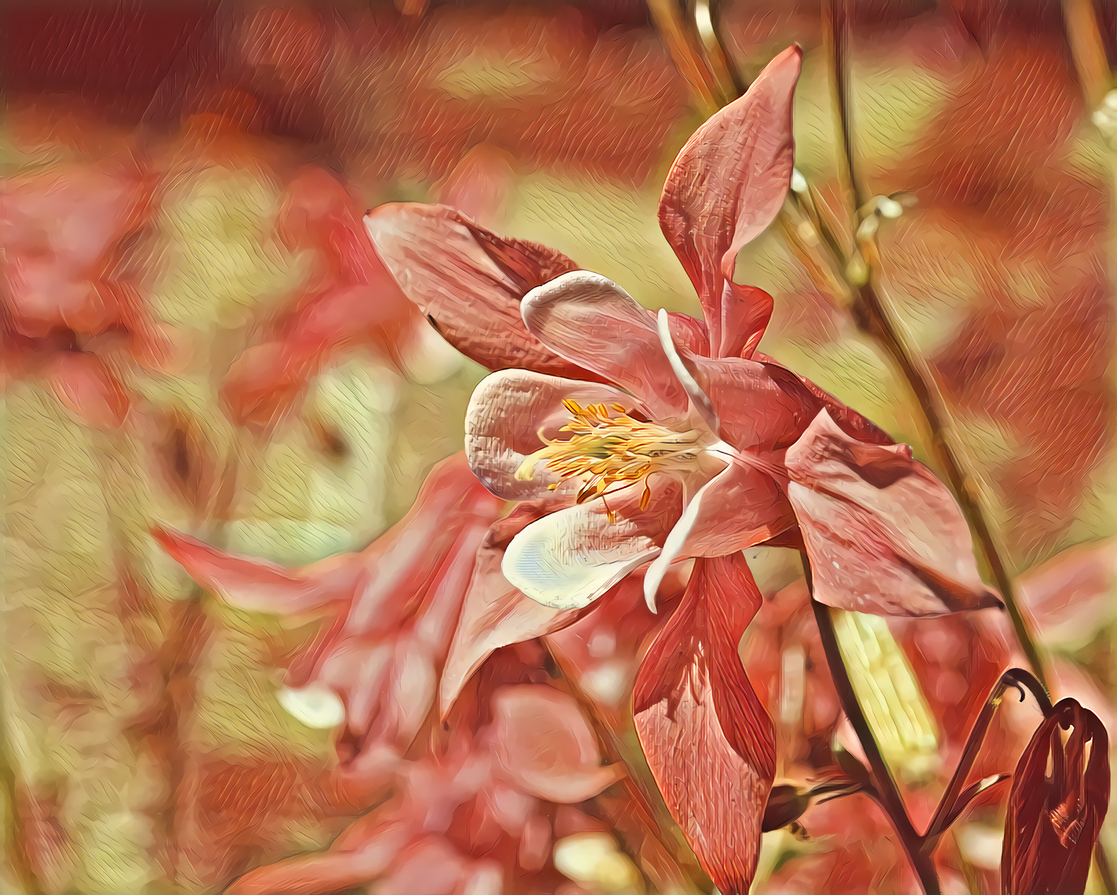 Pink Columbine