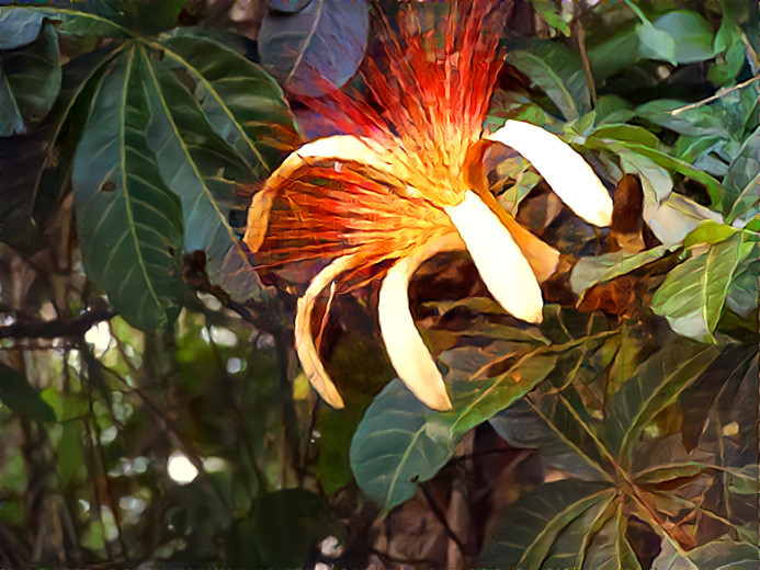 Jungle Flower, Tortuguero, Costa Rica