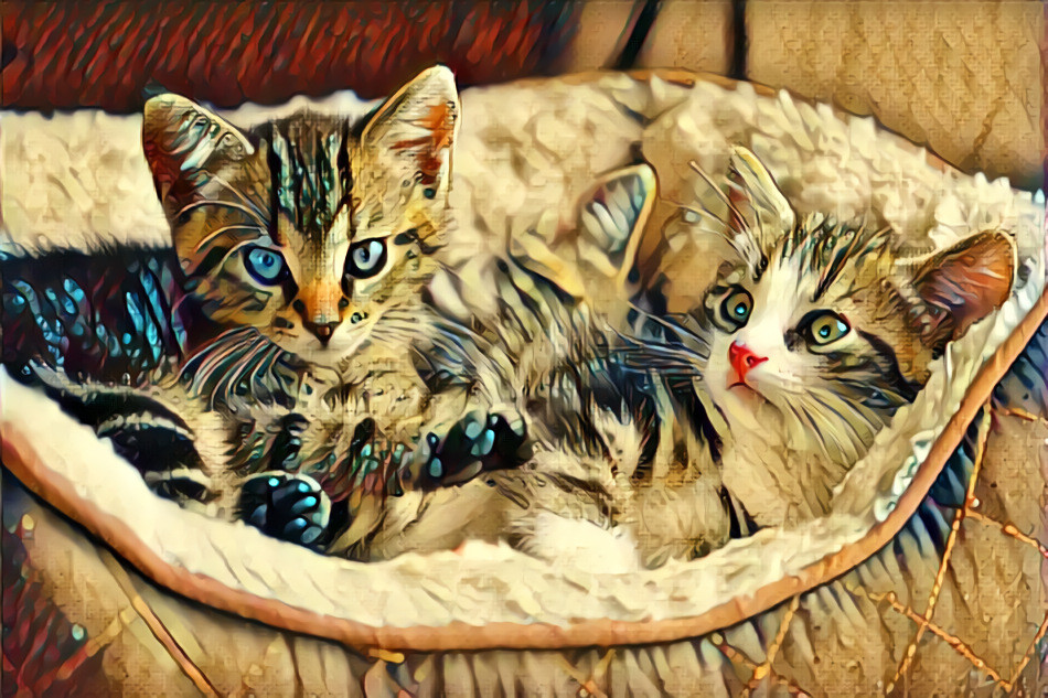 Cute Kittens