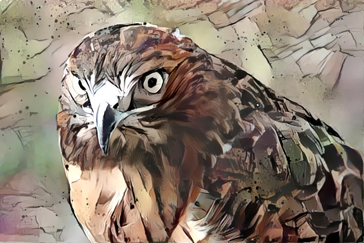 DDG Red Tail Hawk