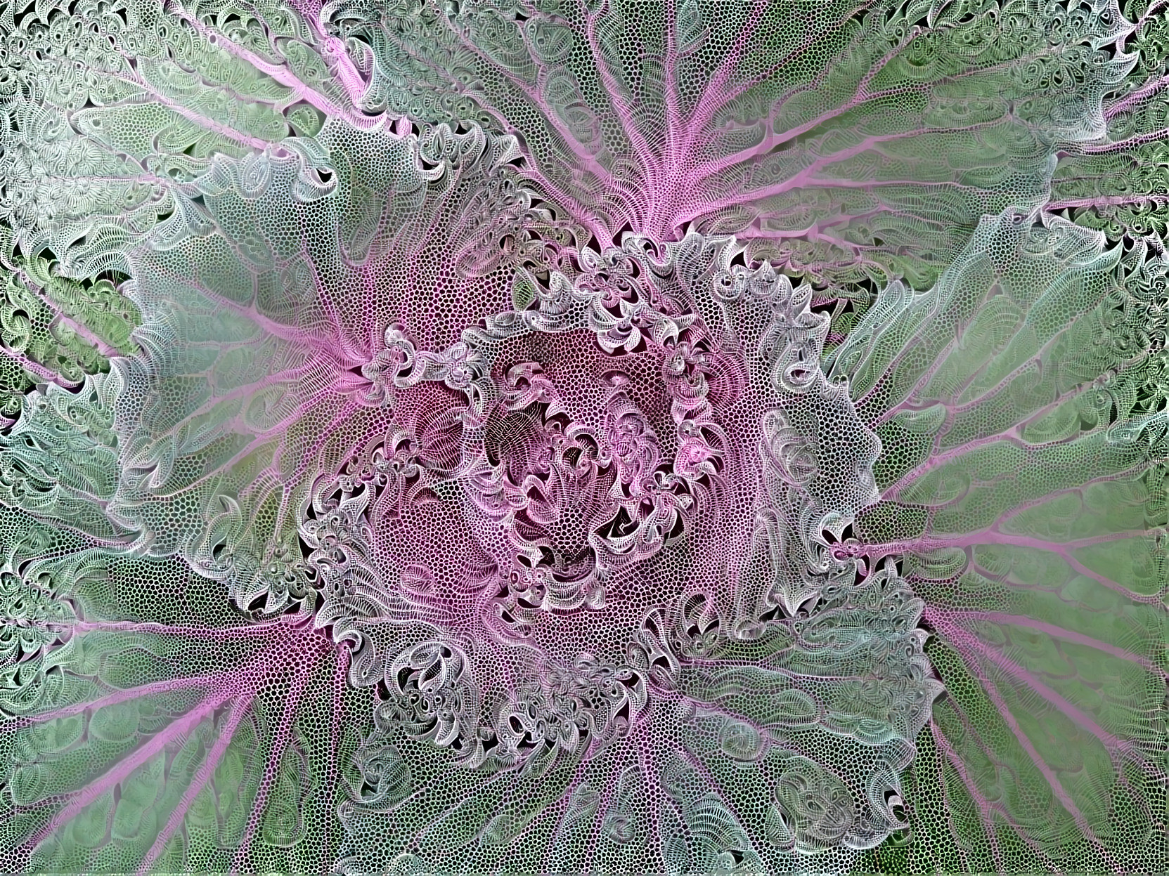 Lacy Cabbage