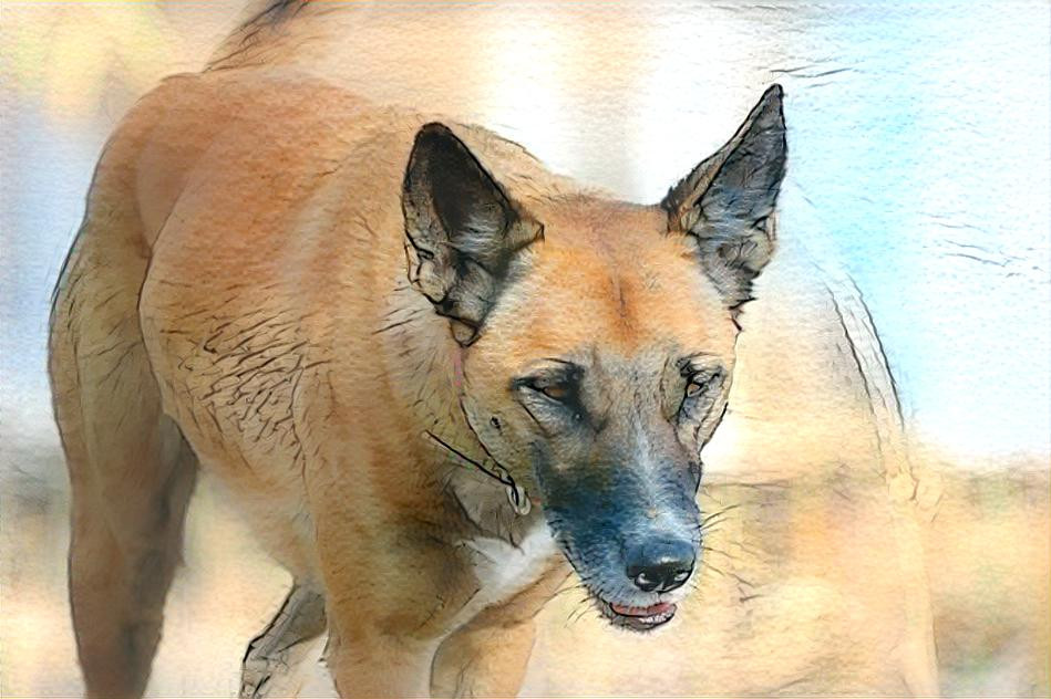 Dingo Girl 2