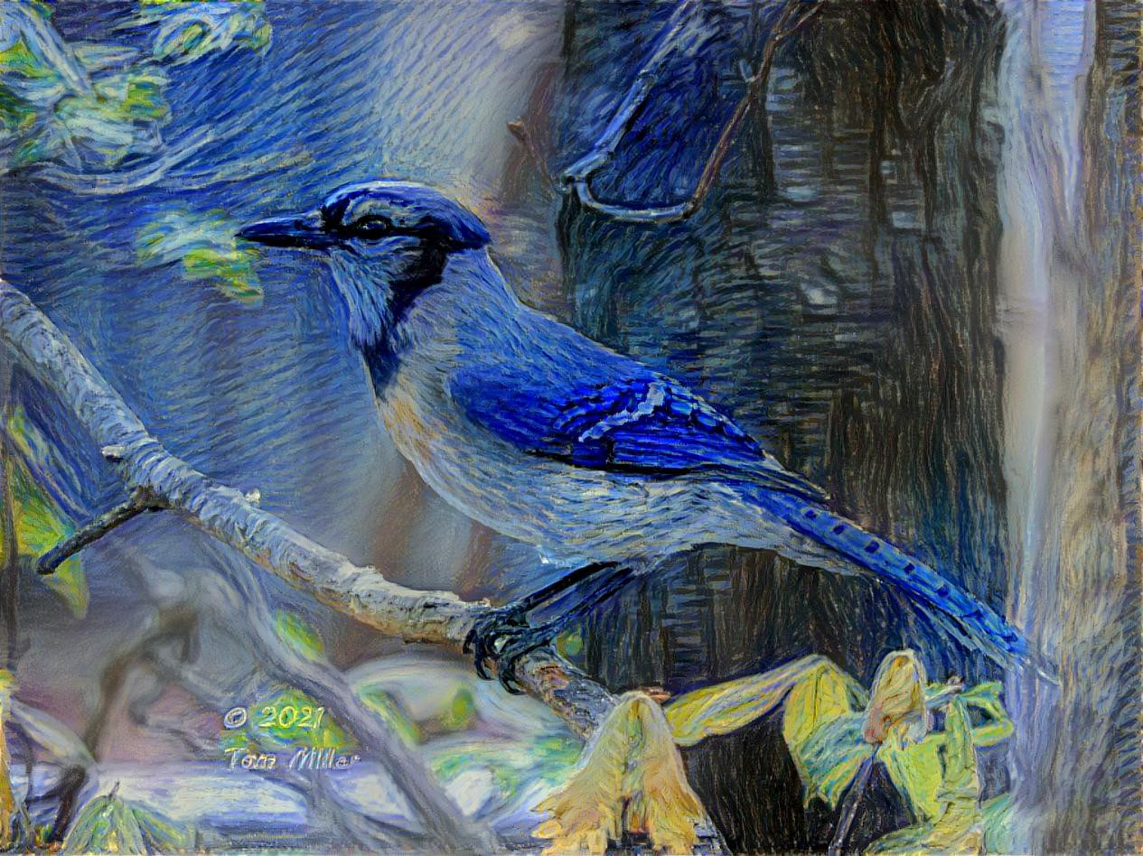 Starry Starry Blue Jay