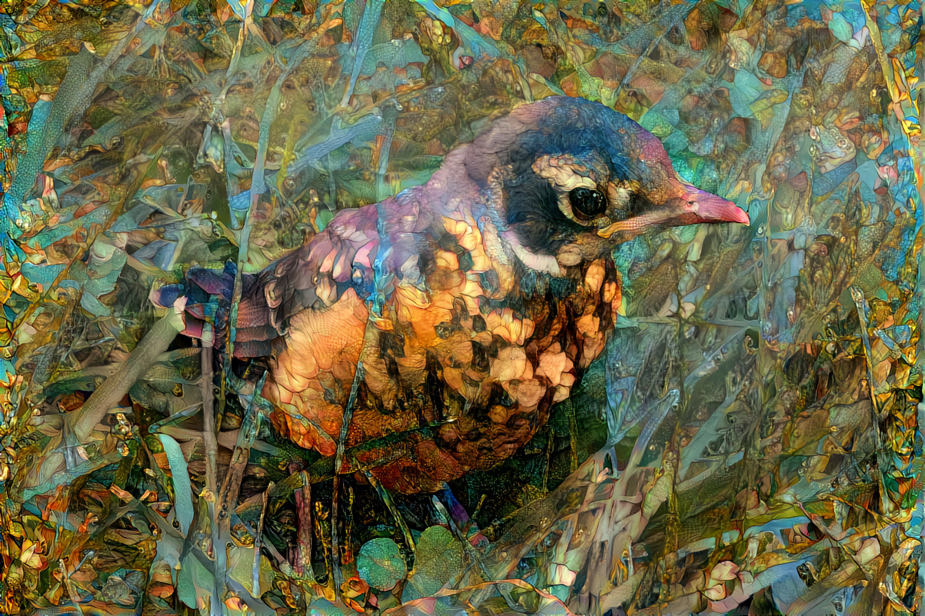 Fledgling Robin