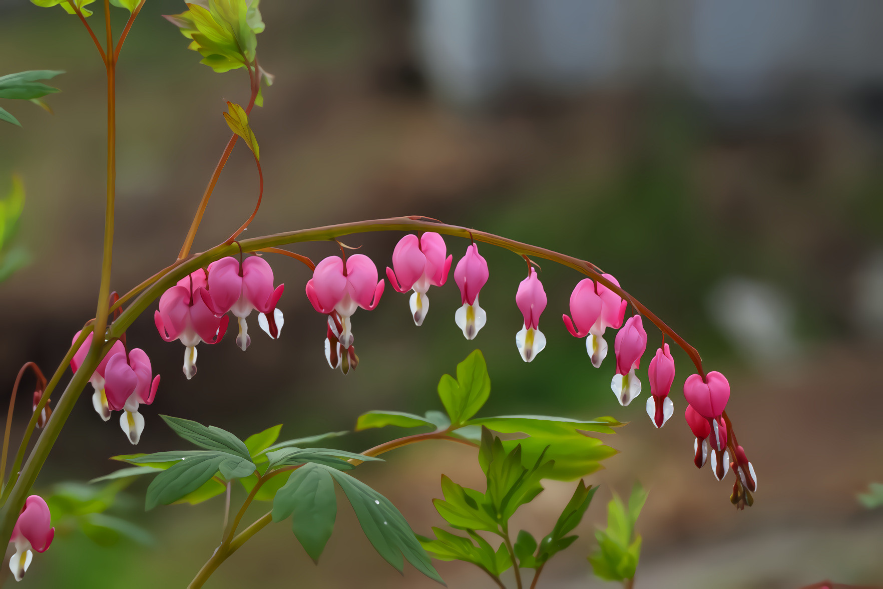 Bleeding Heart Flowers