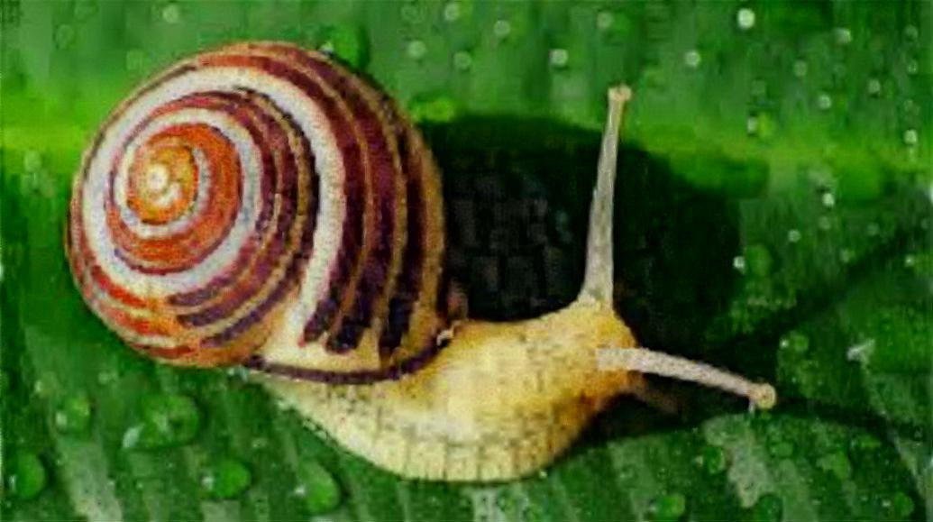 Snail