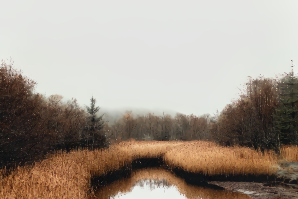 Bog Forest, Ireland