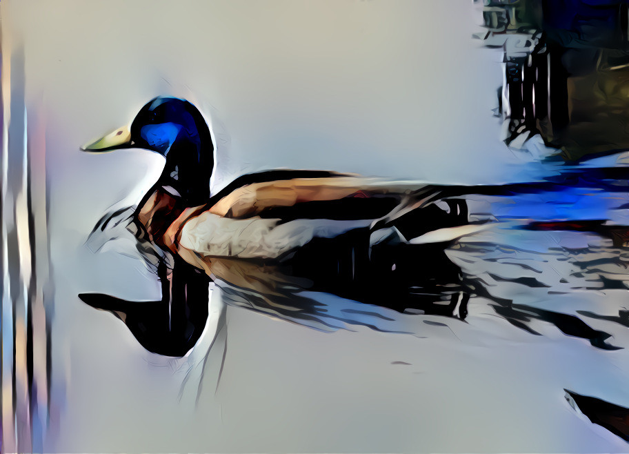 Mallard In Marshland - My Image