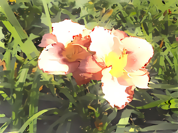 Rosy Returns Daylily #3