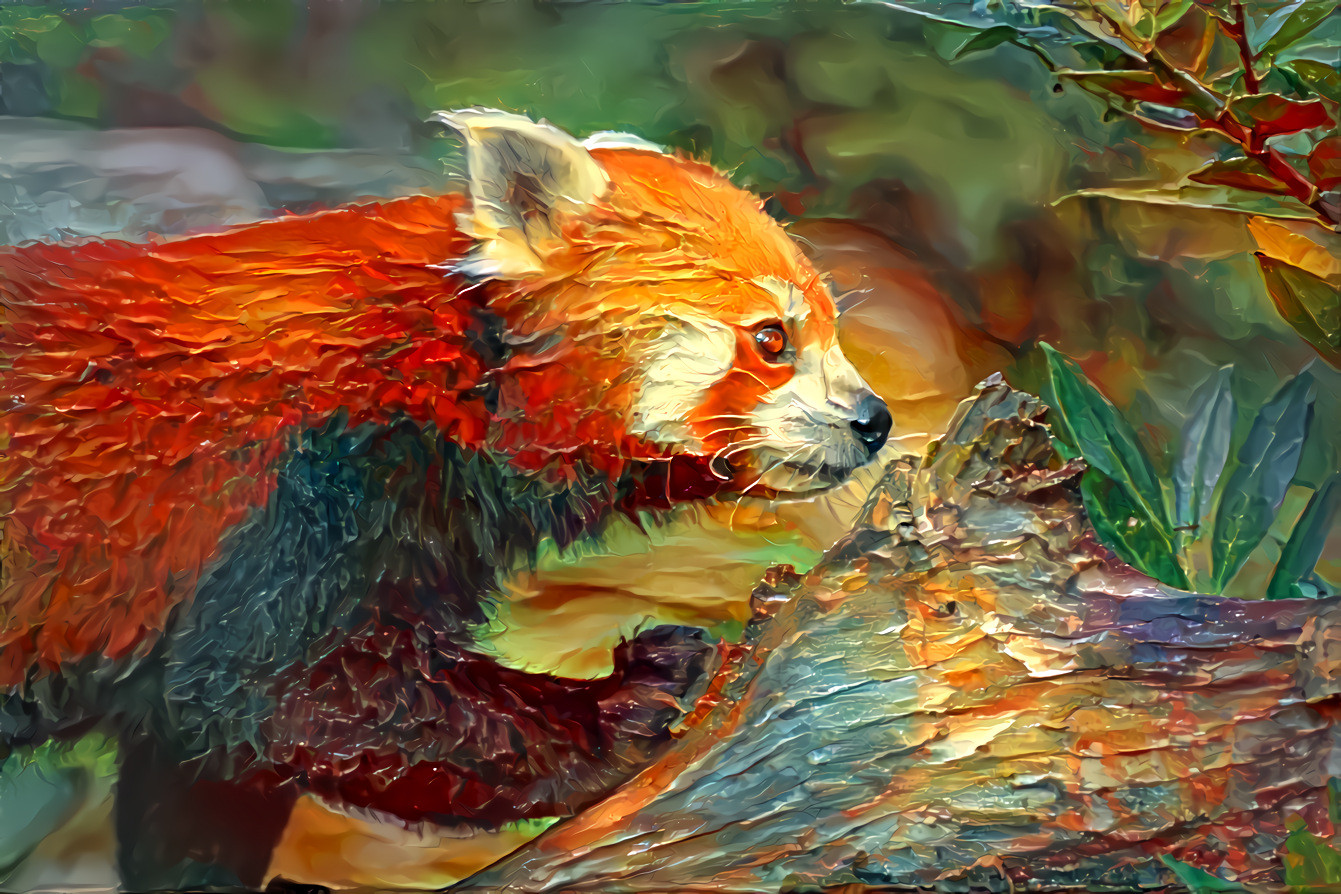 Small red panda