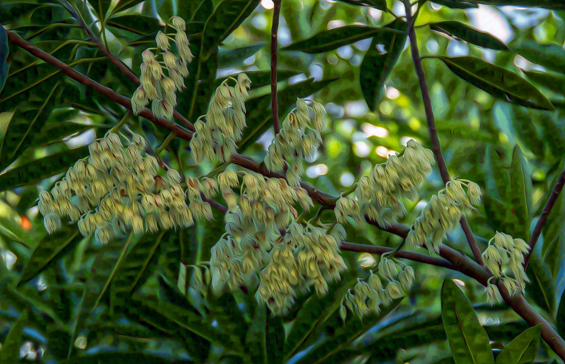 Blue Quandong  Elaeocarpus Angustifolius Tree