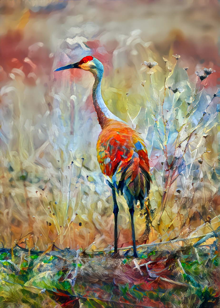 Sandhill Crane