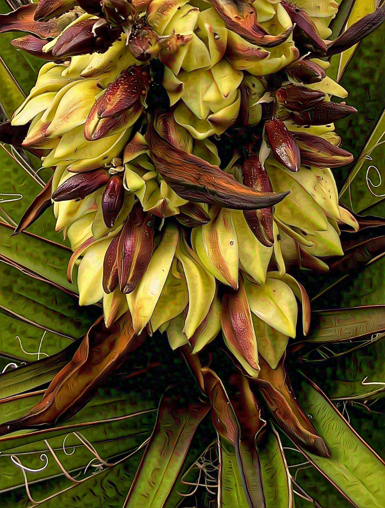 Banana Yucca, Red Rock Canyon,  NV