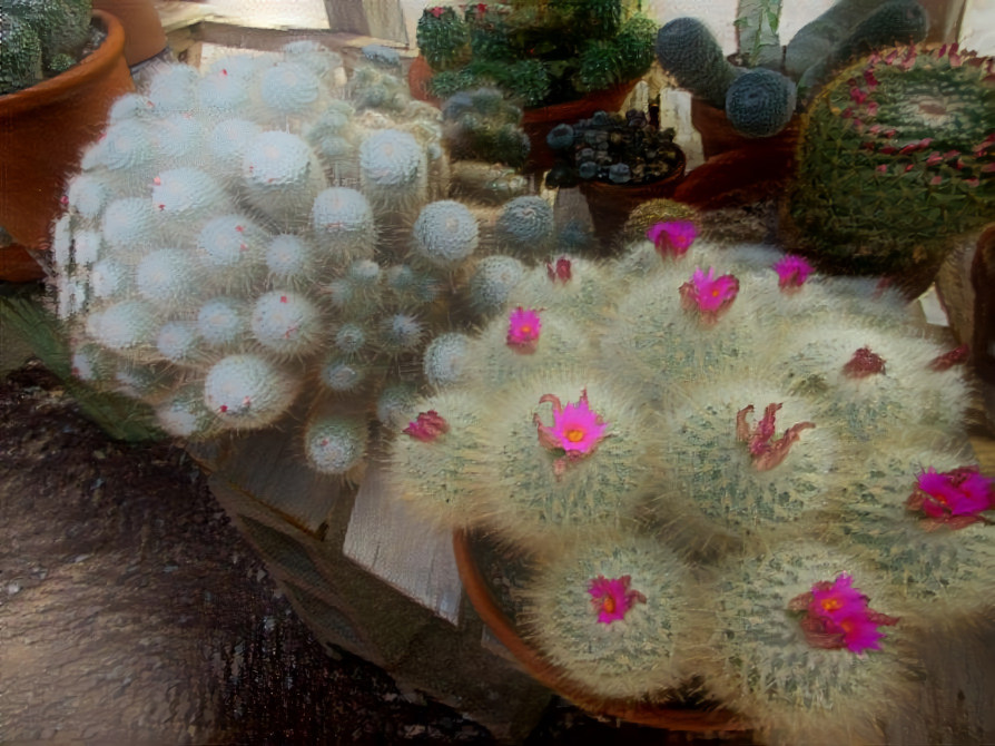 blooming cactus