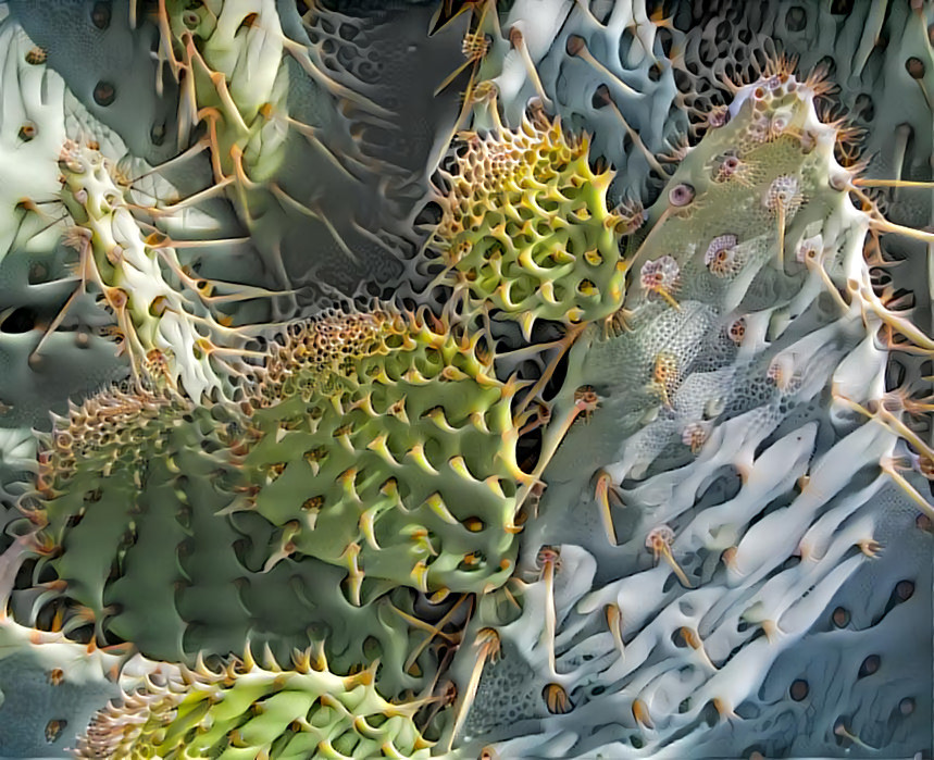 Prickly Cactus