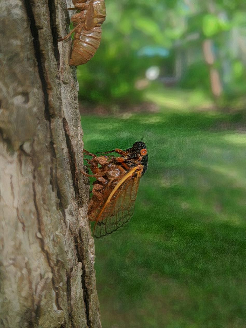 Cicada 