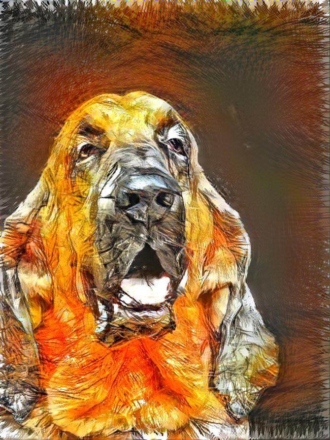 My bloodhound boy Bertie